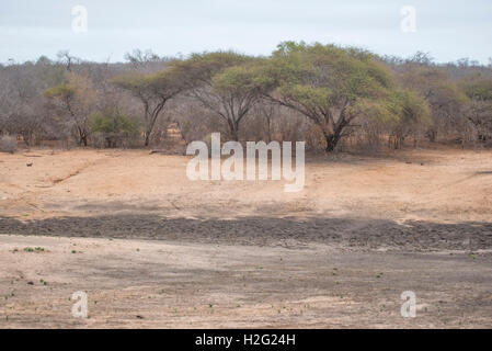 Ausgetrocknet Damm während der Dürre im Kruger National Park Stockfoto