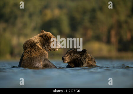 Eurasische Braunbären / Europaeische Braunbaeren (Ursus Arctos) in einem Körper des Wassers, zusammen zu spielen, jagen einander. Stockfoto