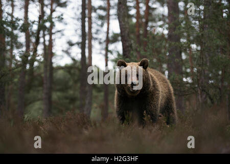 Eurasische Braunbär / Braunbaer (Ursus Arctos) am Rande eines Pinienwaldes, auf trockenen Heiden, frontalen niedrigen Sicht stehen. Stockfoto