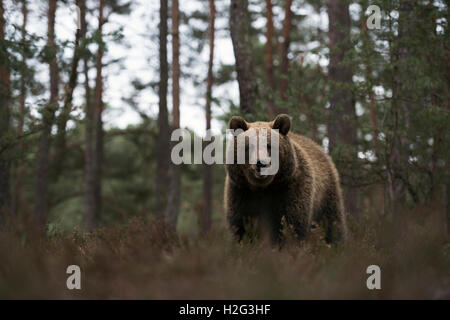 Ursus arctos ( Ursus arctos ) am Rande eines Kiefernwaldes, in trockener Heidekraut stehend, frontaler Tiefpunkt, Europa. Stockfoto