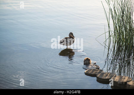 Ente und Entlein im Herbst Morgen See mit Rasen im Vordergrund Stockfoto