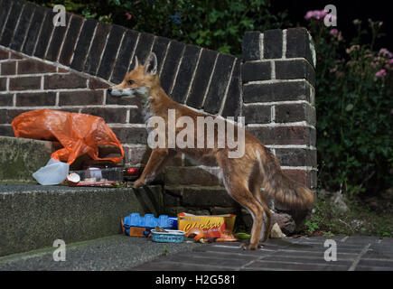 Urban Red Fox, Vulpes vulpes, sucht Abfallsäcke für Essensreste in der Nacht, London, Spülpumpe, Großbritannien, Großbritannien Stockfoto