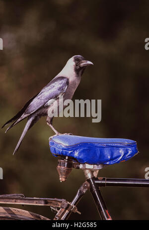 Haus-Krähe (Corvus Splendens), sitzt auf einem Fahrradsitz in einem Steet in Bharatpur, Rajasthan, Indien Stockfoto