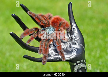 Die Antillen Pinktoe Tarantel (Caribena versicolor) weiblich fotografiert auf einer Schaufensterpuppe Handskulptur Stockfoto