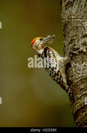 männliche gelb gekrönt oder Mahratta Specht (Dendrocopos Mahrattensis), mit Insekten essen, Keoladeo Ghana Nationalpark, Indien Stockfoto