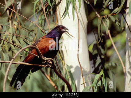 Mehr erholsam, (Centropus Sinenesis), thront auf einem Baum, Schnabel offen abkühlen, Bharatpur, Rajasthan, Indien Stockfoto