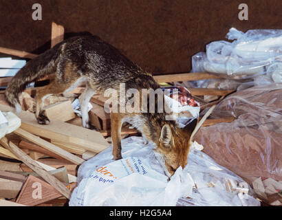 Rotfuchs, (Vulpes Vulpes), auf der Suche nach Essensreste in eine Plastiktüte, London, England, UK Stockfoto