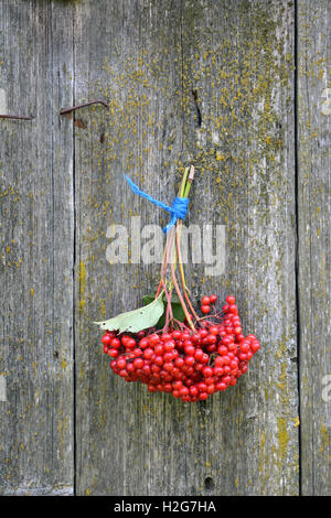 Reihe von Guelder Rose Viburnum Beeren hängen graue Wand Stockfoto