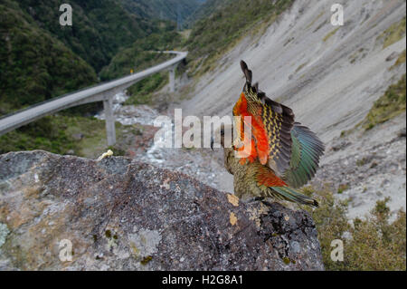 Kea Nestor Notabilis am Arthurs Pass auf Neuseelands Südinsel Stockfoto