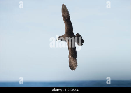 Westland Pettrel Procellaria Westlandica vor der Südinsel Neuseelands Stockfoto