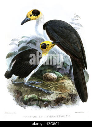 Englisch: Picathartes Gymnocephalus 1871-1874 Quelle Ibis 1874 Datumplatte zugewandten Seite 67 Autor J G Keulemans (1842-1912) [Bearbeiten] Stockfoto