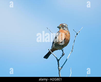 Rufous-angebundene Plantcutter, Phytotoma Rara Torres del Paine Patagonien Chile Stockfoto