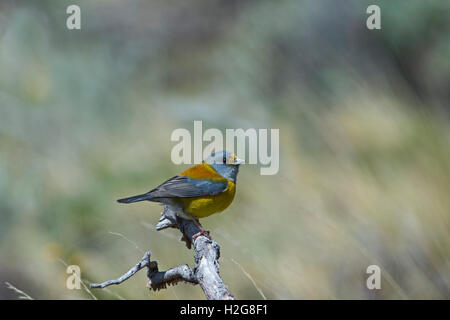 Patagonische Sierra-Fink Phrygilus Patagonicus Torres del Paine Patagonien Chile Stockfoto