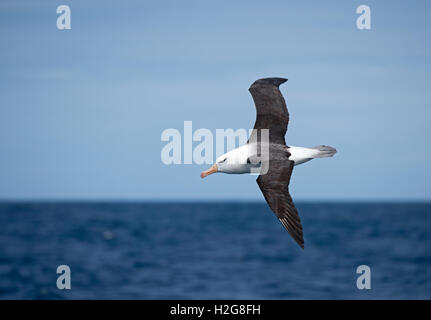 Black-browed Albatross Thalassarche Melanophris im Südatlantik aus Süd-Georgien-Januar Stockfoto