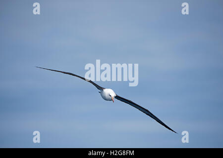 Black-browed Albatross Thalassarche Melanophris im Südatlantik aus Süd-Georgien-Januar Stockfoto