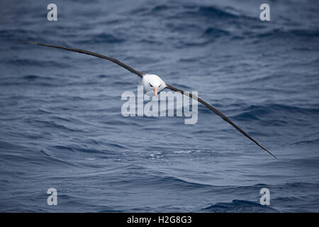 Black-browed Albatross Thalassarche Melanophris im Südatlantik aus Süd-Georgien-Januar Stockfoto