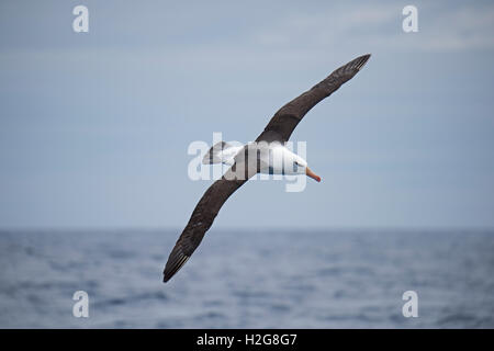 Black-browed Albatross Thalassarche Melanophris im Südatlantik aus Süd-Georgien-Januar Stockfoto