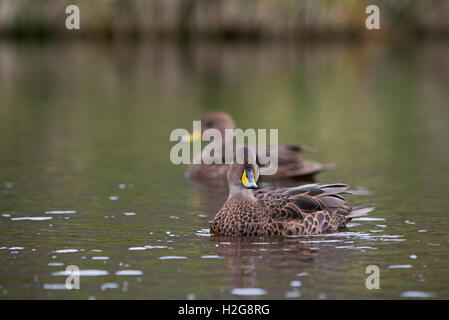 South Georgia Pintail, Anas Georgica Georgica, Holmestrand, Süd-Georgien Stockfoto