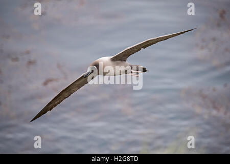 Licht-mantled Sooty Albatross Phoebetria Palpebrata Sattel Insel Südgeorgien Stockfoto