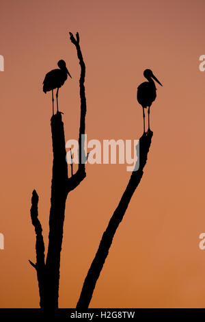 Silhouette von zwei Störche auf einem Baum bei Sonnenuntergang stehen. fotografiert in Israel im Juli Stockfoto