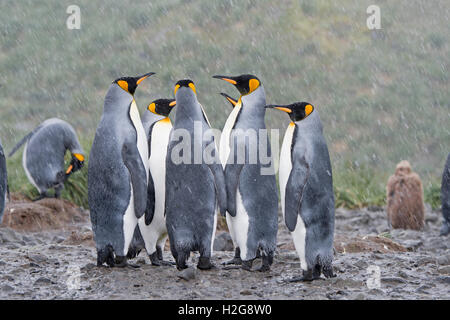 König Penguins Aptenodytes Patagonicus Holmestrand Südgeorgien Stockfoto