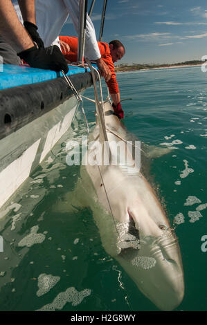 Forscher sind einen Sandbank Hai (Carcharhinus Plumbeus) im Mittelmeer tagging. Dieser Hai ist in den letzten Jahren geworden Stockfoto