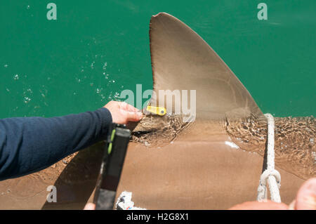 Forscher sind einen Sandbank Hai (Carcharhinus Plumbeus) im Mittelmeer tagging. Dieser Hai ist in den letzten Jahren geworden Stockfoto