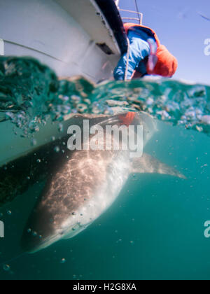 Forscher sind einen Sandbank Hai (Carcharhinus Plumbeus) im Mittelmeer tagging. Dieser Hai ist in den letzten Jahren geworden Stockfoto