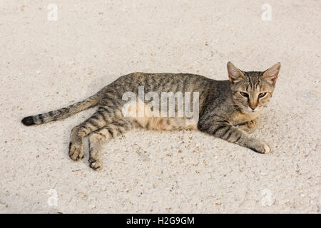 Eine wilde Katze, die auf der Straße in die Kamera schaut verlegen Stockfoto