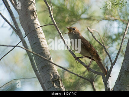 Nachtigall Luscinia Megarhynchos in Lied kann Camargue-Provence-Frankreich Stockfoto