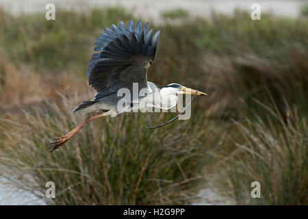 Grey Heron Ardea Cinerea tragen Schlange zurück zum Verschachteln von Camargue-Provence-Frankreich Stockfoto