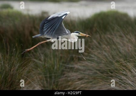 Grey Heron Ardea Cinerea tragen Schlange zurück zum Verschachteln von Camargue-Provence-Frankreich Stockfoto