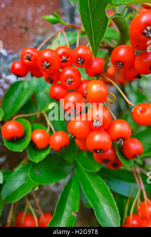 Orange Beeren Pyracantha Strauch im Herbst, in der Nähe. Stockfoto