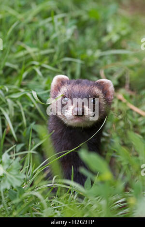 Europäischen Iltis Mustela Putorius (Captive) Stockfoto