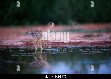 Eurasische Stein Culew Burhinus Oedicnemus trinken Belchite Spanien Stockfoto