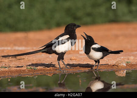 Eurasische Elster Pica Pica junge betteln Belchite Spanien Stockfoto