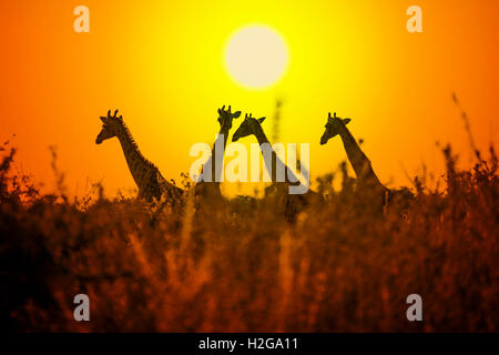 Giraffen am Sonnenuntergang, Etosha Nationalpark, Namibia, Afrika Stockfoto