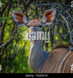 Porträt eines jungen Kudu Antilope, Etosha Nationalpark, Namibia, Afrika Stockfoto