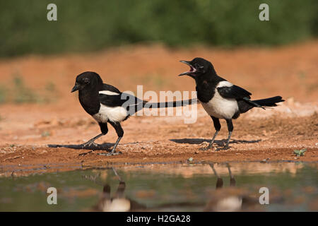 Eurasische Elster Pica Pica junge betteln Belchite Spanien Stockfoto