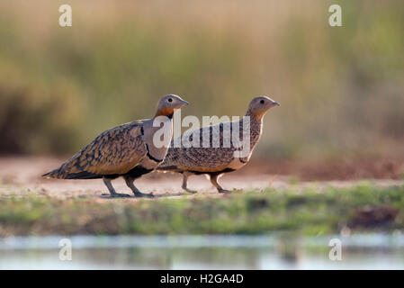 Schwarzbäuchigen Sandgrouse Pterocles Orientalis trinken am Pool Belchite, Aragon, Spanien Juli Stockfoto