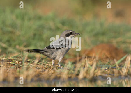 Südlichen graues Shrike Belchite Spanien Stockfoto