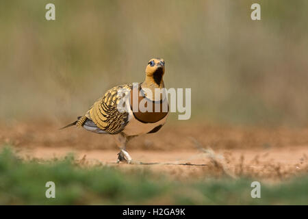 PIN-tailed Sandgrouse Pterocles Alchata, männliche Belchite, Aragon, Spanien, Juli Stockfoto