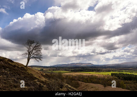 Ein Baum am Rande Stockfoto