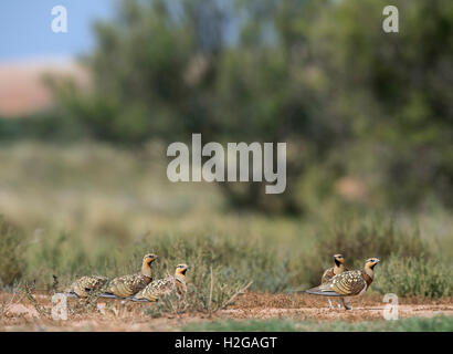 PIN-tailed Sandgrouse Pterocles Alchata auf spanischen Steppen Belchite, Aragon, Spanien, Juli Stockfoto