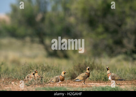 PIN-tailed Sandgrouse Pterocles Alchata auf spanischen Steppen Belchite, Aragon, Spanien, Juli Stockfoto