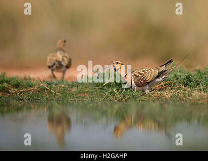 PIN-tailed Sandgrouse Pterocles Alchata auf spanischen Steppen Belchite, Aragon, Spanien, Juli Stockfoto