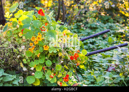 Blumenbeet mit Kapuzinerkresse (Tropaeolum) Blumen auf Schubkarre im Garten in Herbsttag Stockfoto