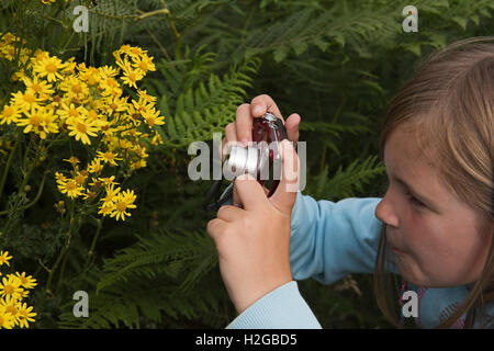 Junges Mädchen fotografieren Cinnibar Moth Raupen auf Kreuzkraut, Kelling Heath Norfolk Sommer Stockfoto