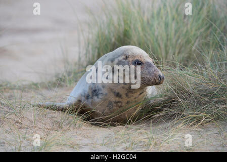 Graue Dichtung Halichoerus Grypus weiblich am Strand bei Horsey Norfolk November Stockfoto