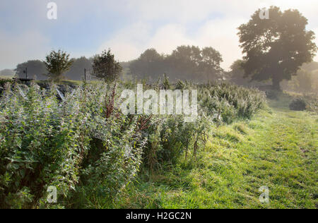 Brennnesseln geschmückt in Spinnweben an einem nebligen Morgen neben dem Hadrianswall Weg bei Burnhead, Cawfield Steinbruch Stockfoto